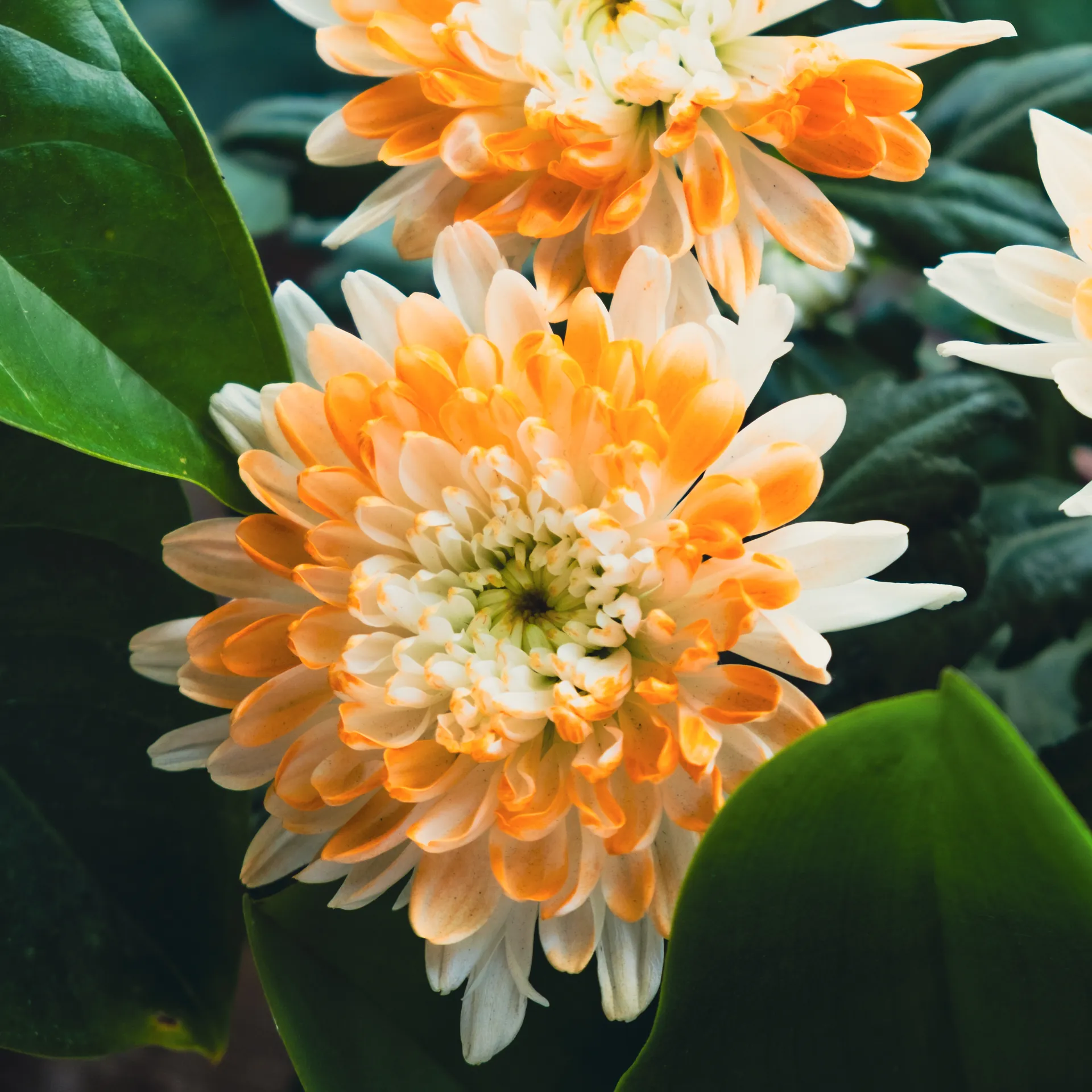 Orange and white chrysanthemums among dark green leaves.